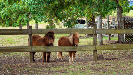 Two miniature horses looking through the fence of their yard