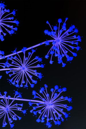 Inverted colors of the fennel flower, now electric blue on a black background