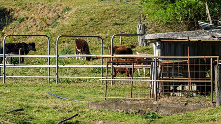 Old dairy shed in disrepair with cows grazing in the background waiting to be milkedの写真素材