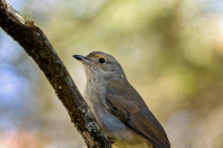 A honeyeater bird perched on a tree branch against a blurred background in its natural environment