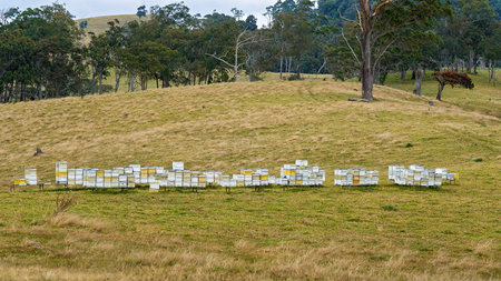 Rows of beehives in an open paddock on a country property