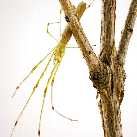 Tetragnatha spider on a branch against a bright white background - extreme macro at 5 times...