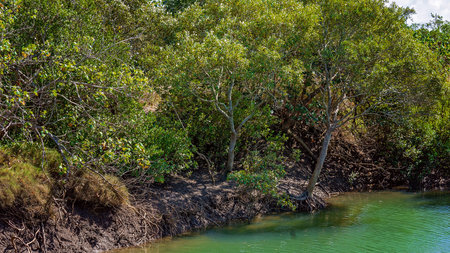 Thick mangrove habitat on the banks of a blue water river