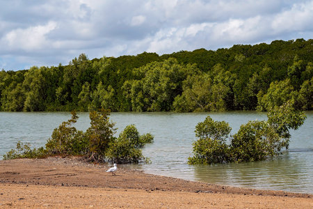 A seagull looking for food on the banks of a mangrove tidal creek