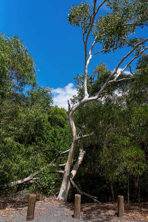 An unusually shaped tree growing in a national park amongst native vegetationの写真素材