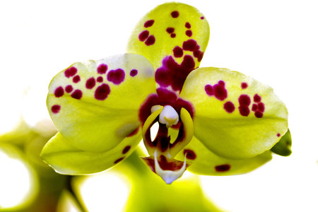 Close up of a yellow spotted orchid bloom growing in a greenhouse with a natural background