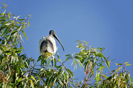 An ibis perched on the branches of a treeの写真素材