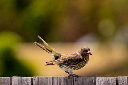 A small olive bird sitting on a wooden fence with a blurred green background