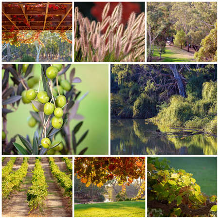 A collage of images including grape vines, a vineyard, grass, olives, landscapes and a cormorant drying his wings in a creek at dawn