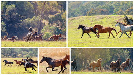 Collage of images of magnificent wild horses racing across the valley plains in a beautiful countryside on a bright sunny dayの写真素材