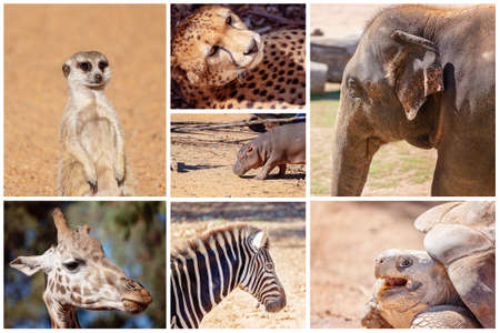 Collage of images of a meerkat, a cheetah, an elephant, giraffe, zebra, hippopotamus and a galapagos tortoiseの写真素材