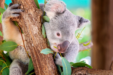 Close up of a cute Australian koala munching on eucalyptus leaves as it sites in a treeの写真素材