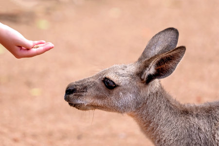 Close up of an Australian kangaroo being fed grain from a handの写真素材