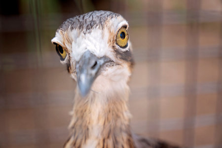 A caged Australian curlew bird - closeup of eyeの写真素材