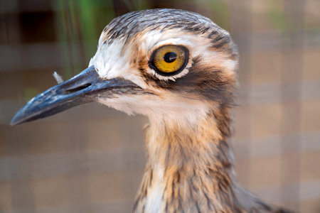 A caged Australian curlew bird - closeup of eye