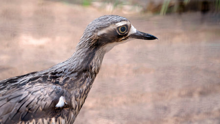 Close up of an Australian curlew with blurred background