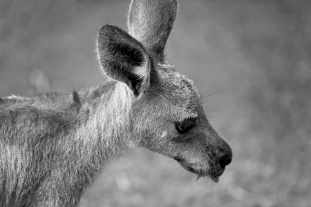 Close up of an Australian kangaroo against a blurred background