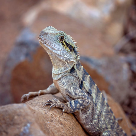 An Australian eastern water dragon sitting on a rock