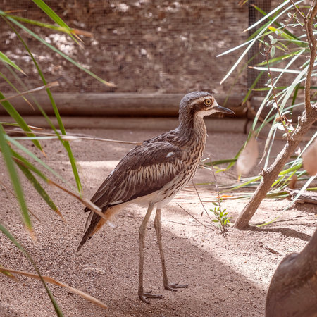 Close up of an Australian curlew with blurred backgroundの写真素材