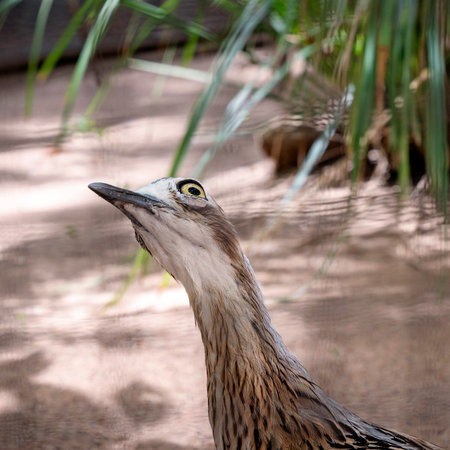 Close up of an Australian curlew with blurred backgroundの写真素材