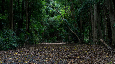 Pathway into dense bushland for the public to enjoy a walk