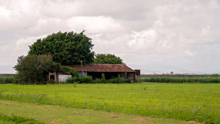 An old dilapidated country shed standing in a field surrounded by sugar caneの写真素材