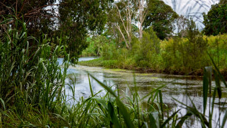 A creek and its ecosystem shown through thick grassの写真素材