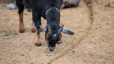 A hungry domesticated billie goat looking for food on the bare groundの写真素材