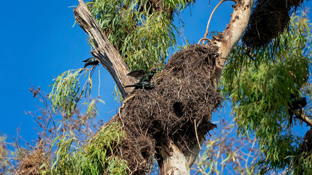 Metallic starlings building a nest high up in the tree branches - glossy black birds with red eyes -...