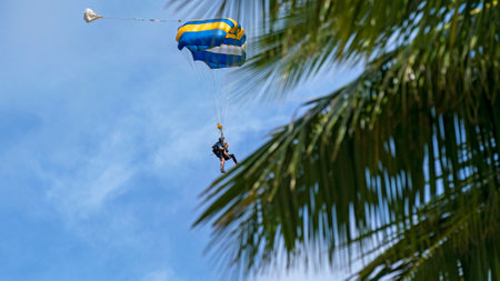 Airlie Beach, Queensland, Australia - February 2021: Tandem skydivers with parachute open coming into land, foreground of palm treesのeditorial素材