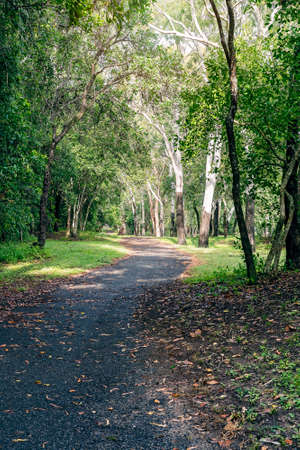 Meandering pathway into a melaleuca forestの写真素材