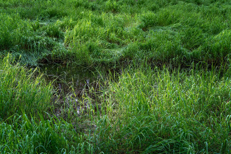 Lush swamp grass growing in a paper bark forest wetlands ecosystem