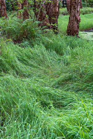 Lush swamp grass growing in a paper bark forest wetlands ecosystemの写真素材