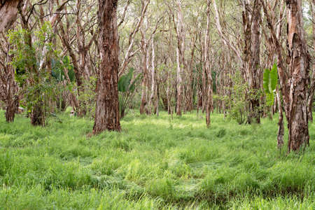 In and amongst a swampy melaleuca forest, paper bark treesの写真素材