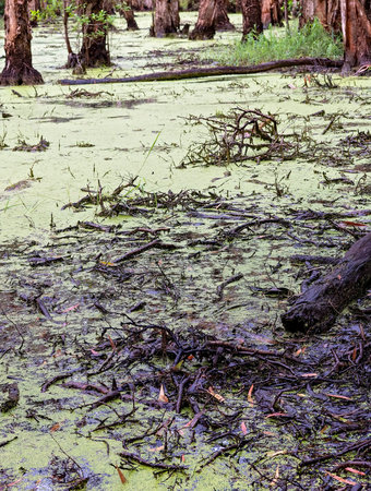 Algae covered swamp water in a forest wetlands ecosystem