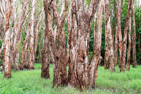 A stand of paper bark trees in an ecosystem wetlandsの写真素材