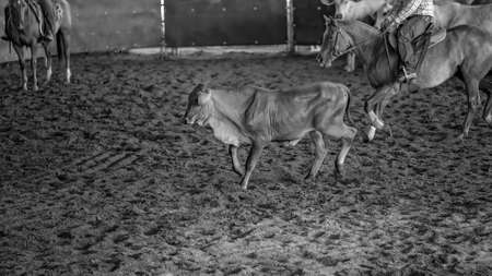 Horse and rider cutting out a calf from the herd in a competition in a rodeo arenaの写真素材