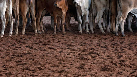 Calves herded in an arena prior to a cutting competitionの写真素材