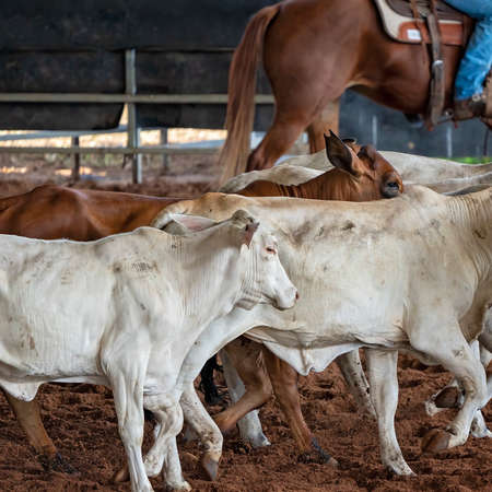 Calves herded in an arena prior to a cutting competitionの写真素材