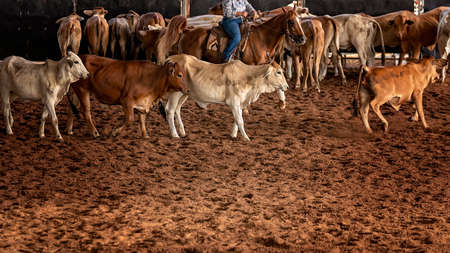 A horse and rider herding calves in a western style equestrian cutting competitionの写真素材