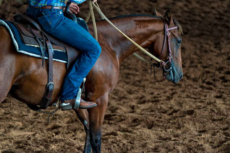 A horse and rider in a western style equestrian cutting competitionの写真素材