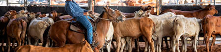 A horse and rider herding calves in a western style equestrian cutting competitionの写真素材