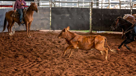 A horse and rider herding calves in a western style equestrian cutting competitionの写真素材