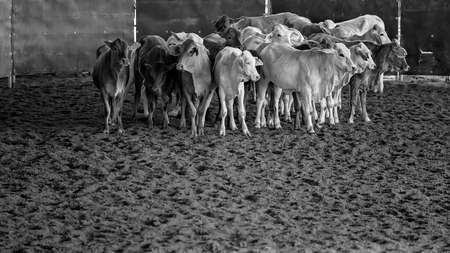 Calves herded in an arena during a cutting competitionの写真素材
