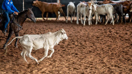 A horse and rider herding calves in a western style equestrian cutting competitionの写真素材