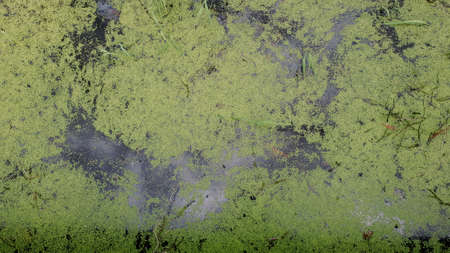 Algae covered swamp water in a forest wetlands ecosystemの写真素材