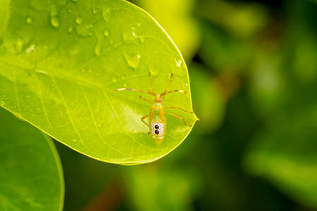 An Assassin bug on a green leaf in the gardenの写真素材