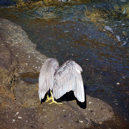 A white-faced heron standing on a rocky bank beside sea water drying its wingsの写真素材