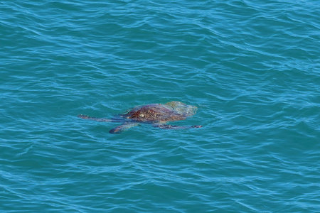 A turtle swimming under clear blue sea water with only its shell back visible