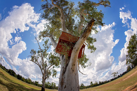 A replica piano wedged high in a tree, landscape curved with fish eye lensの写真素材